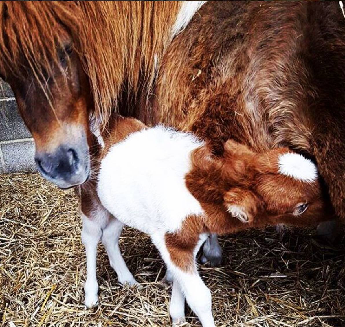 Shetland Pony Foal